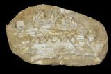 Fossil Mosasaur Jaws (Halisaurus) - Morocco #113039-1